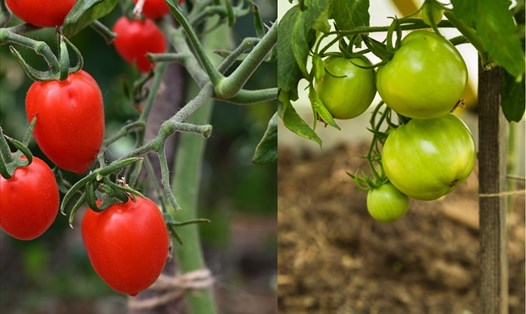 Làm giàn cho cây cà chua leo giúp nâng cao năng suất. Đồ họa: Doãn Hằng