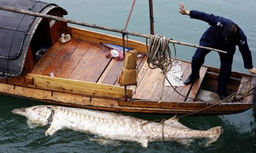 Xác con cá tầm Trung Quốc nổi trên sông Dương Tử ở gần Nghi Xương, tỉnh Hồ Bắc năm 2007. Ảnh: AFP