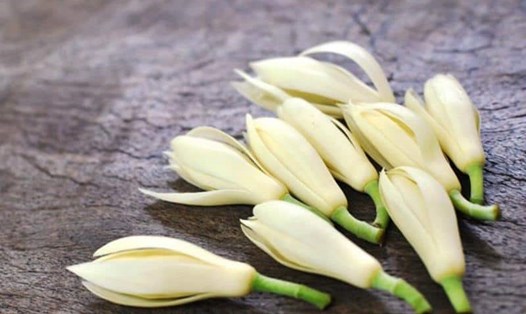 Hoa ngọc lan được Đông Y áp dụng trong điều trị bệnh vì hiệu quả mang lại cao. Ảnh: Từ Ân