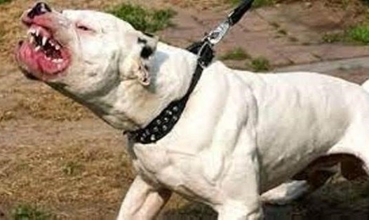 Pitbull là loại chó rất khoẻ và hung dữ, có thể cắn chết người, rất nguy hiểm. Ảnh: IT