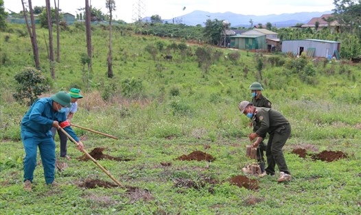 Cơ quan chức năng tiến hành trồng lại cây thông sau khi thu hồi được đất rừng ở xã Quảng Sơn, huyện Đắk Glong, tỉnh Đắk Nông. Ảnh: D.P.