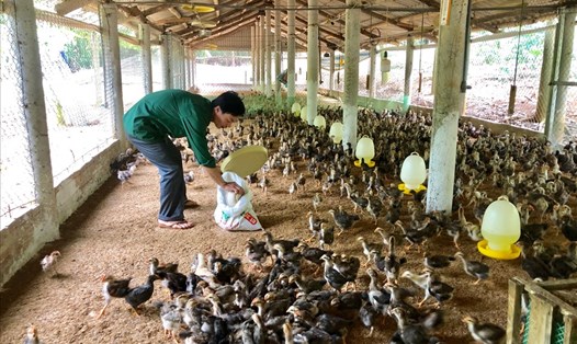Trước tình trạng giá thức ăn chăn nuôi liên tục tăng, nhiều người chăn nuôi ở vùng cao Tây Bắc lo lắng chuyện tái đàn. Ảnh: Khánh Linh