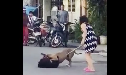 Chó thả rông cắn đồng loại tại Đà Nẵng. Ảnh chụp từ video