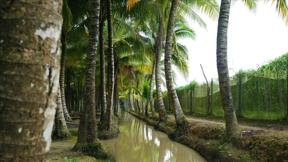 Vườn dừa Tân Lộc tại quận Thốt Nốt, thành phố Cần Thơ