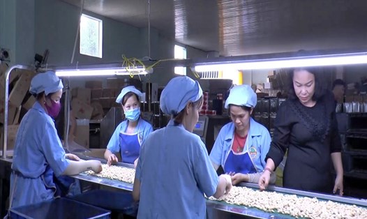 Người lao động ở tỉnh Đắk Nông làm việc trong doanh nghiệp chế biến hạt điều. Ảnh: Phan Tuấn