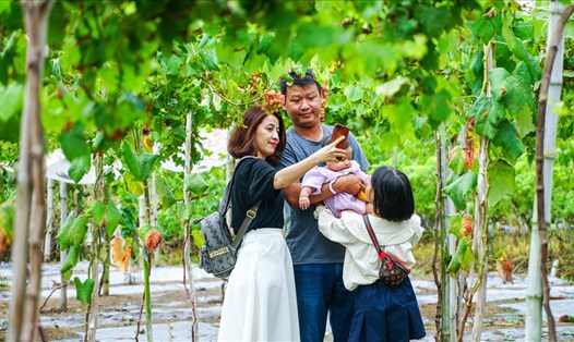 Nhiều gia đình đưa con nhỏ tới để trải nghiệm thực tế tại vườn nho độc nhất An Giang. Ảnh: Tạ Quang
