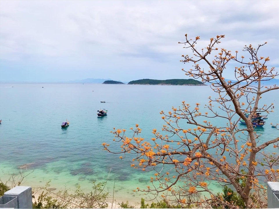 Cù Lao Chàm tổ chức lễ hội “Mùa hoa ngô đồng đỏ”. Ảnh: HA