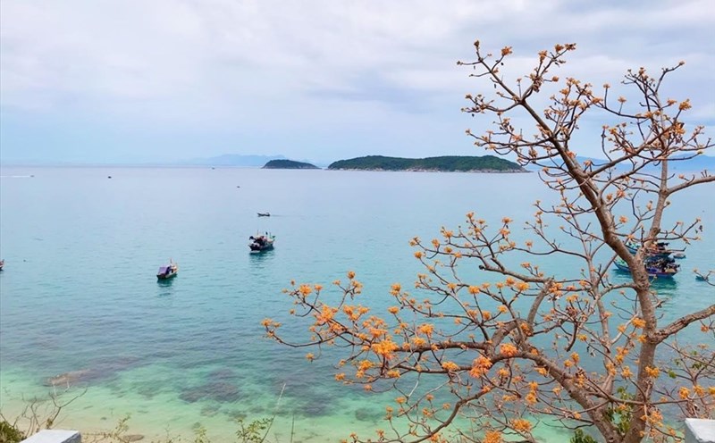 Cù Lao Chàm tổ chức lễ hội “Mùa hoa ngô đồng đỏ”. Ảnh: HA