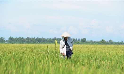 Khánh Hòa chuyển đổi 352ha lúa sang cây trồng hàng năm khác. Ảnh: Tân Long