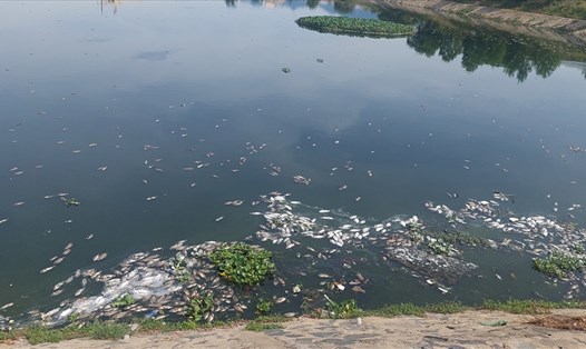 Cá chết nổi hàng loạt hồ điều tiết Hòa Phú 3C (P. Hòa Minh, Q. Liên Chiểu, Đà Nẵng) khiến người dân quanh khu vực hồ điều tiết “kêu trời” vì mùi hôi thối.