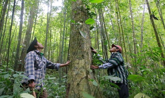 Dự kiến, từ nay đến 2030, có hơn 83ha rừng tự nhiên được chuyển đổi. Trong ảnh, là cây rừng tự nhiên ở xã Hướng Phùng được người dân bảo vệ, chăm sóc. Ảnh: Hưng Thơ.