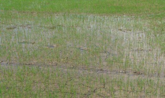 1.100ha lúa bị khô hạn đã được cứu sống.