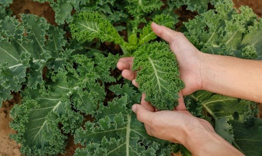 Các bà nội trợ có thể áp dụng và thực hiện cách trồng rau cải xoăn dễ dàng ngay tại nhà. Ảnh: Xinhua
