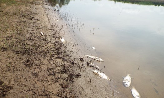 Nhiều cá chết dạt vào bờ đập Khe Lang (Hà Tĩnh). Ảnh: Sỹ Thông