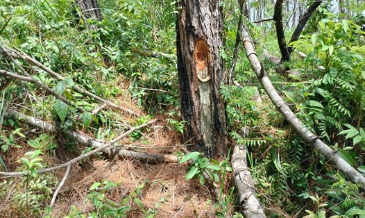 Gần 200 cây thông bị khoan, đổ hóa chất, đóng đinh vào thân. Ảnh: Thanh Chung