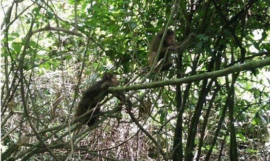 Một cá thể khỉ quý hiếm được thả, hòa nhập vào môi trường tự nhiên. Ảnh: PNKB