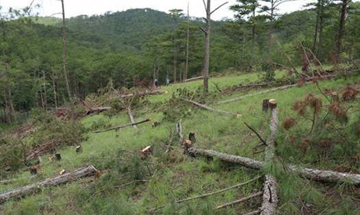 Hiện trường vụ hủy hoại rừng thông ba lá lớn nhất thành phố Đà Lạt từ trước đến nay.