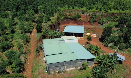 Một diện tích được cơ quan chức năng huyện Đắk Glong cấp Giấy chứng nhận quyền sử dụng đất trên đất quy hoạch ba loại rừng. Ảnh: T.Q.
