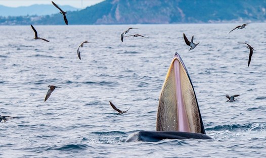 Cá voi Bryde đang săn mồi trên vùng biển Đề Gi. Ảnh: Hoàng Đức Ngọc