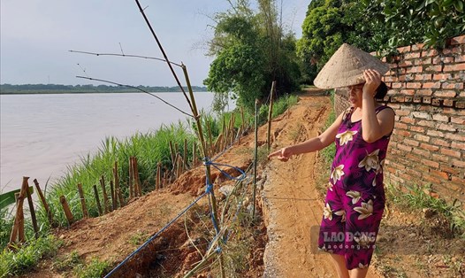 Bão số 2 Mulan vừa qua đã gây mưa lớn, nước sông Hồng dâng cao khiến bờ sông qua địa bàn xã Bắc Sơn, huyện Tam Nông (Phú Thọ) một lần nữa bị sạt lở nghiêm trọng.
