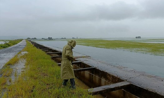 Mưa lũ gây ngập một lượng lớn lúa nước trên địa bàn huyện Lắk, tỉnh Đắk Lắk. Ảnh: B.T