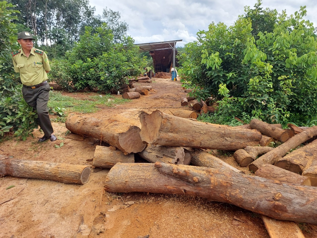 Phát hiện nhiều gỗ trong nhà dân khu vực biên giới