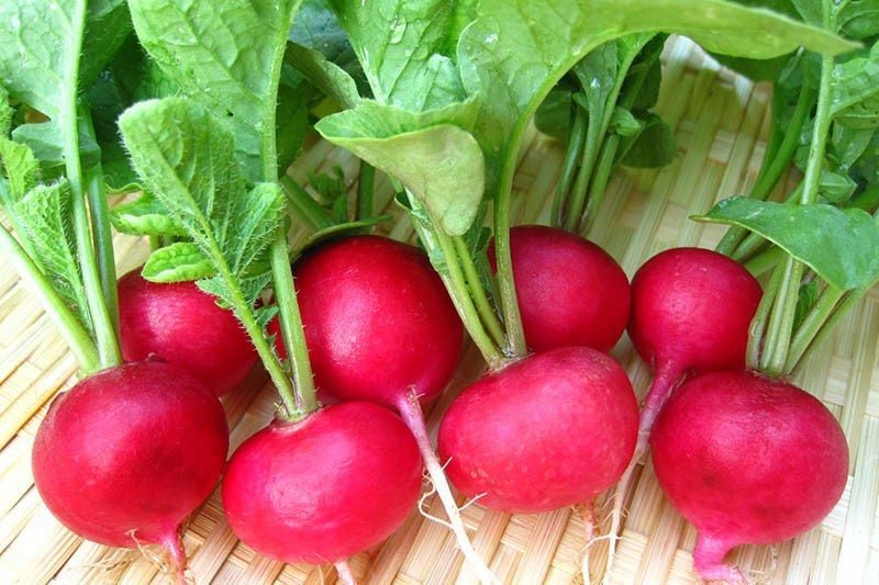 Củ cải đỏ chứa nhiều lợi ích đối với sức khỏe mà bạn không nên bỏ qua. Ảnh: Pinterest