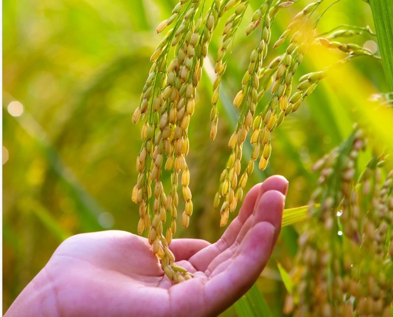 Tìm nguyên nhân khiến giá gạo xuất khẩu của Việt Nam sụt giảm