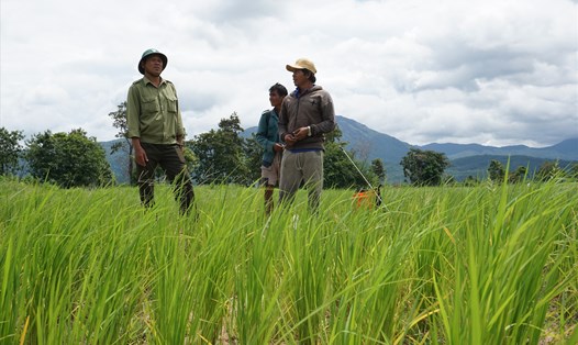 Người dân ở xã Ia Rsai lấm chiếm đất lâm nghiệp để trồng lúa. Ảnh: T.T