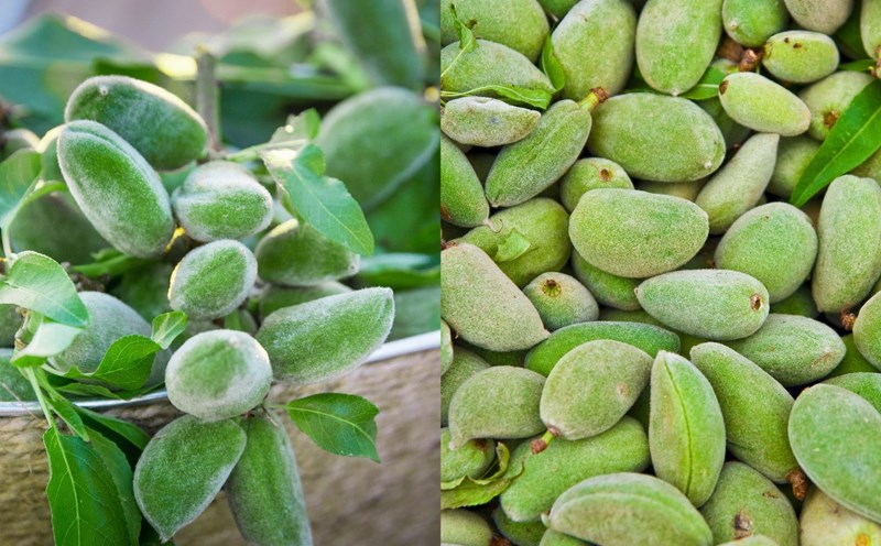 1. Tổng quan về hạnh nhân xanh