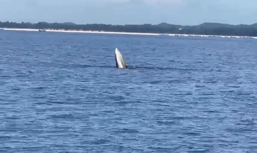 Cá voi bất ngờ xuất hiện ở vùng biển đảo Vĩnh Thực, Móng Cái. Ảnh: CTV