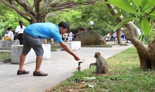 Người dân Đà Nẵng vẫn vô tư cho khỉ ăn. Ảnh: NL