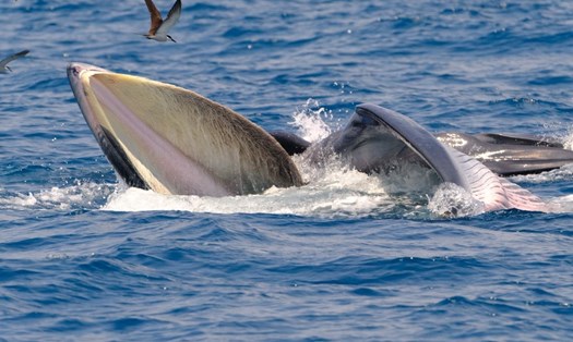 Cá voi liên tục xuất hiện tại vùng biển Đề Gi: Tín hiệu tốt hay xấu?.