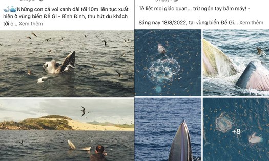Nhiều tour ngắm cá voi được quảng cáo tràn lan trên mạng Facebook.