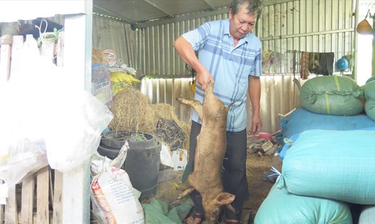 Lợn chết hàng loạt sau khi tiêm vaccine phòng dịch tả lợn Châu Phi tại Phú Yên.