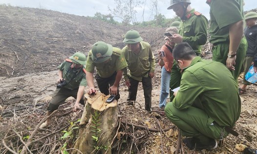 Công an huyện Cẩm Xuyên cùng với Hạt Kiểm lâm kiểm tra hiện trường cây rừng tự nhiên bị chặt phá. Ảnh: TT.