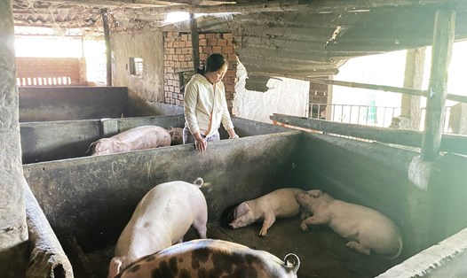 Người chăn nuôi đau xót nhìn đàn lợn bị phản ứng và lăn ra chết sau khi tiêm vaccine ngừa dịch tả lợn Châu Phi. Ảnh: H.Luân