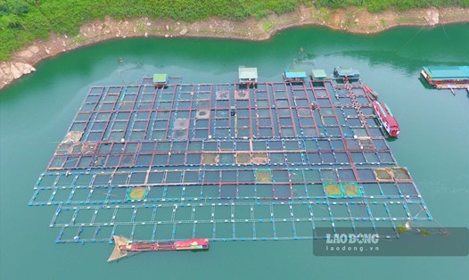 Khu nuôi cá lồng lớn nhất tỉnh Hòa Bình trên sông Đà với gần 200 lồng. Ảnh: Trần Trọng.