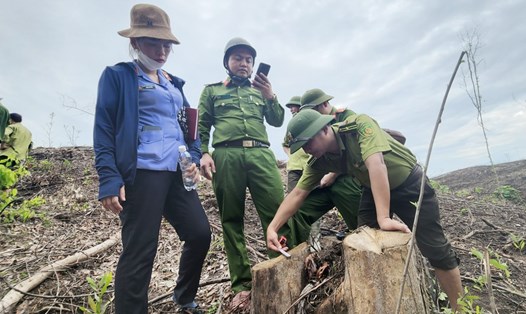 Lực lượng chức năng huyện Cẩm Xuyên kiểm tra hiện trường rừng bị chặt liên quan đến ông Nguyễn Văn Đức - Trưởng phòng Quản lý bảo vệ rừng. Ảnh: TT.