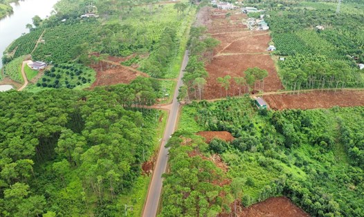 Các ngành chức năng đang tiến hành các bước phục hồi lại rừng cảnh quan cho Quốc lộ 28. Ảnh: Lê Phước
