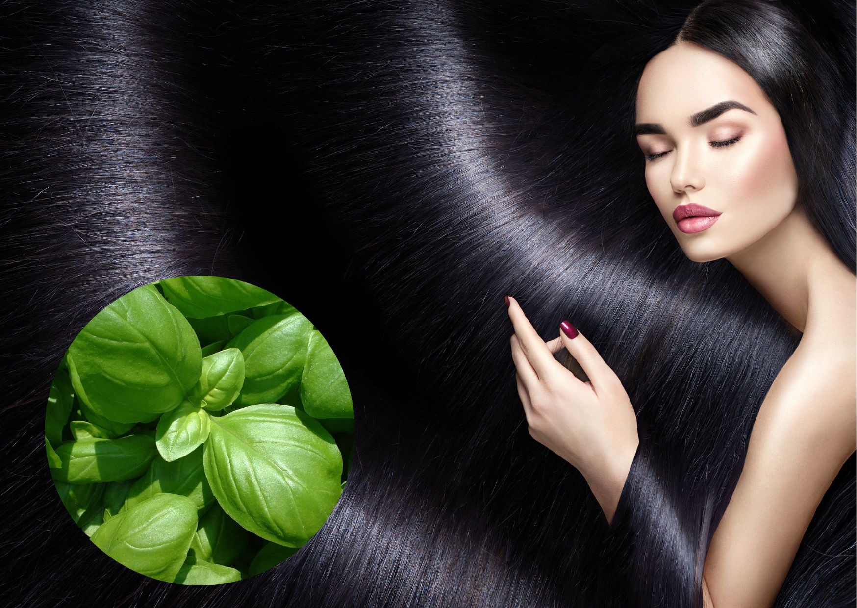 Rau húng quế được dùng để trị gàu, ngăn tóc bạn và gãy rụng. Đồ họa: Doãn Hằng