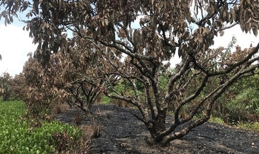 Hai vườn vải tại xã Việt Hồng, Thanh Hà, Hải Dương bị cháy rụi. Ảnh: Tiến Vĩnh - TTXVN