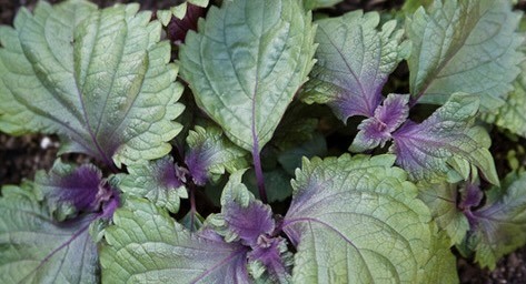 Lá tía tô có khả năng kháng khuẩn, chống viêm tốt, giúp giảm mụn dưới da. Ảnh: ST