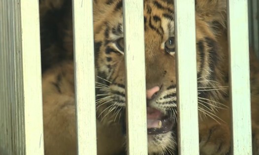 Một cá thể hổ đang được nuôi dưỡng tại Phong Nha - Kẻ Bàng. Ảnh: CTV