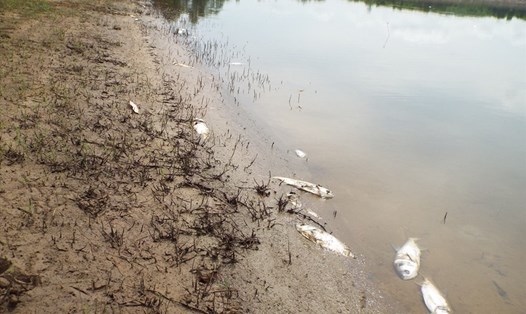 Cá chết ở hồ Khe Lang do ô nhiễm nguồn nước. Ảnh: Sỹ Thông.