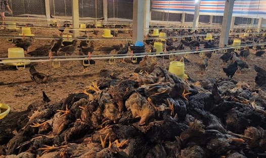Trang trại của ông Ngọc ở xã Phú Mỹ, huyện Phù Ninh (Phú Thọ) thiệt hại gần 2,5 tỉ đồng sau khi 15.000 con gà chết sau sự cố điện. Ảnh: Hoan Nguyễn.