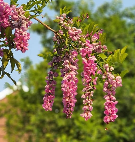 Thàn Mát là cây tự nhiên, đặc trưng của Bán đảo Sơn Trà. Ảnh: Ng.L