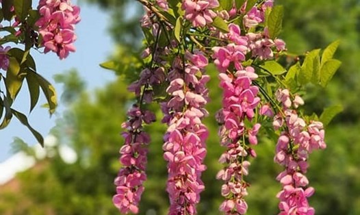 Thàn Mát là cây tự nhiên, đặc trưng của Bán đảo Sơn Trà. Ảnh: Ng.L