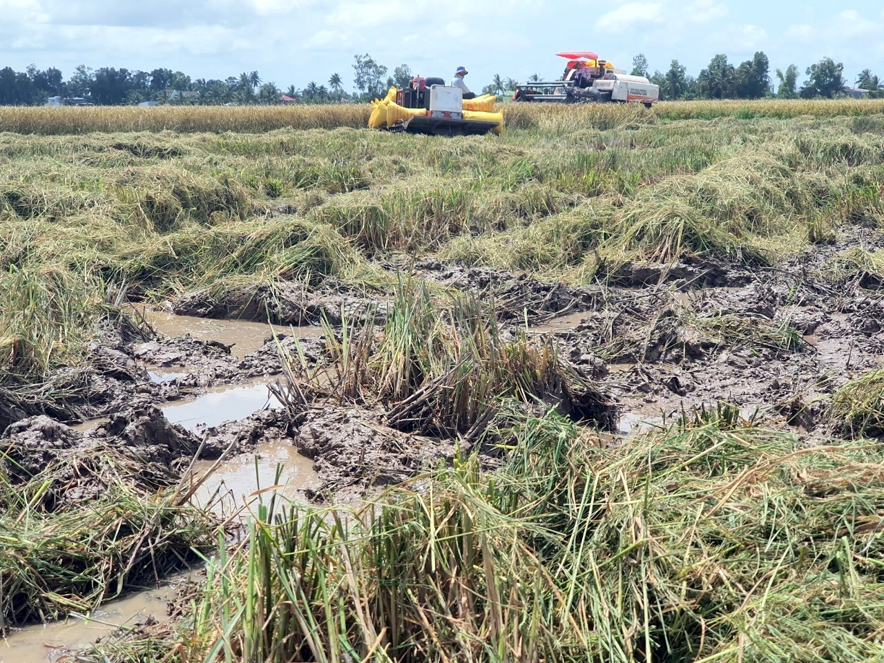 Ảnh hưởng mưa liên tục, các trà lúa tại huyện Hòa Bình, tỉnh Bạc Liêu sập, lại rơi vào thời điểm thu hoạch rộ, giá dầu tăng khiến cho giá công gặt tăng cao, nông dân không có lãi. Ảnh: Nhật Hồ