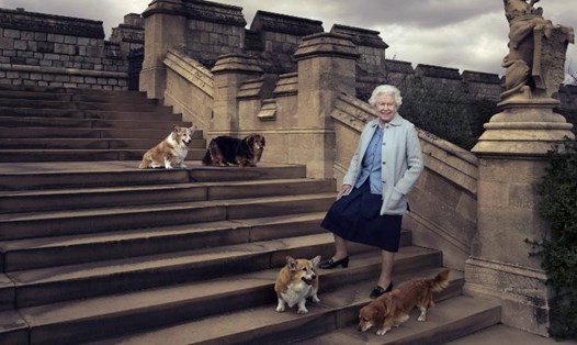 Nữ hoàng Anh Elizabeth II nuôi nhiều con chó cưng trong suốt cuộc đời bà. Ảnh: Hoàng gia Anh
